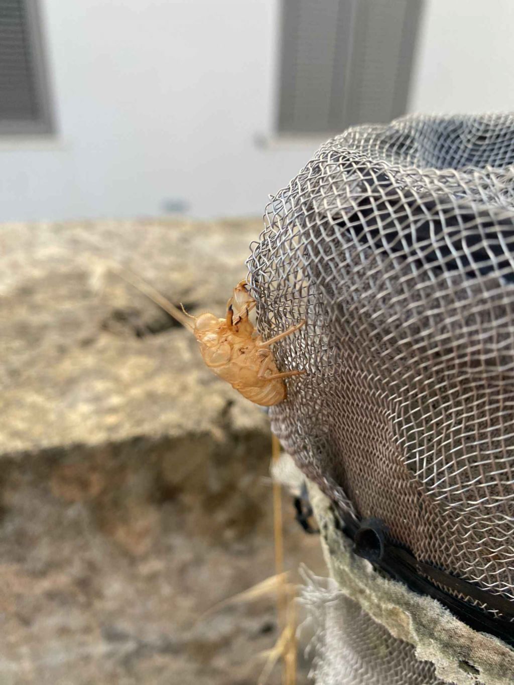 Identificazione esuvia di cicala